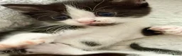 Mixed Breed cats for sale: 1 little boy left (READY TO LEAVE) - Advert 4