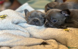 French Bulldog dogs for sale: Adorable French Bulldog Puppies in Barking - Image 8