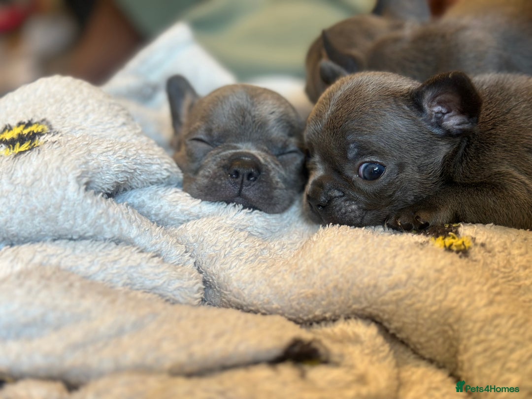 French Bulldog dogs for sale: Adorable French Bulldog Puppies in Barking - Image 8