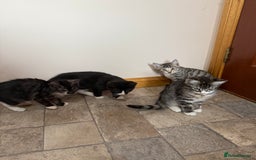 Mixed Breed cats for sale: Kittens for sale  - Image 11
