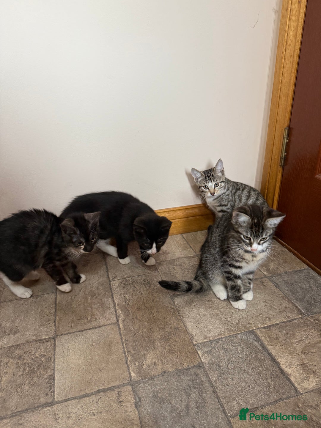 Mixed Breed cats for sale: Kittens for sale  - Image 11