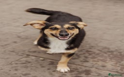 Mixed Breed dogs for adoption: 💖🐶 TONY 🐶💖 - Image 2