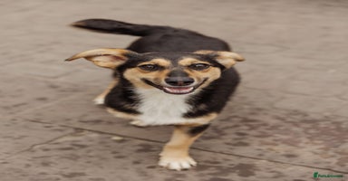 Mixed Breed dogs - Advert 11