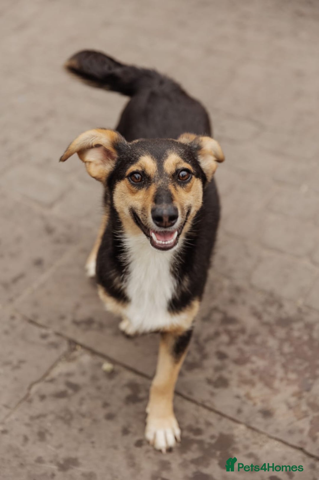 Mixed Breed dogs for adoption: 💖🐶 TONY 🐶💖 - Image 2