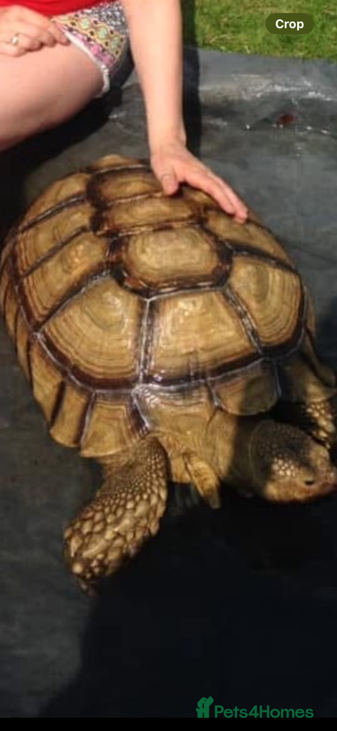 Tortoise reptiles for sale: Sulcata  tortoise hatchlings - Image 3