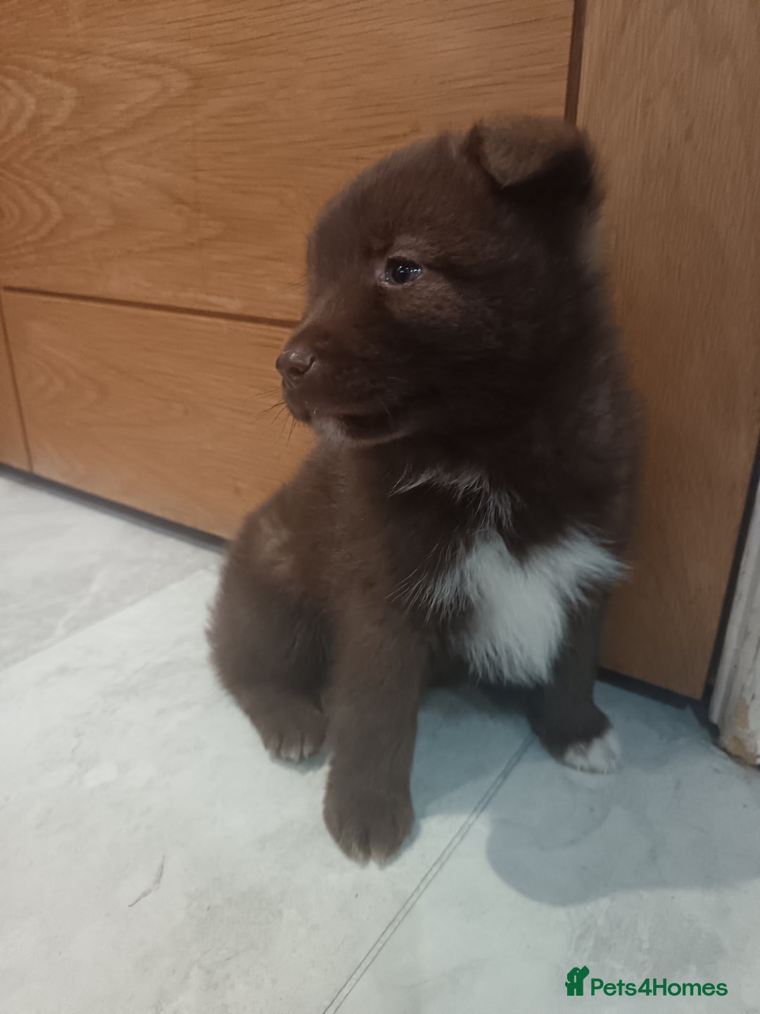 Pomsky dogs for sale: Amazing puppys - Advert 7