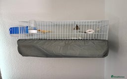 Canaries birds for sale: Healthy Male & Female Canaries with Setup - Image 6