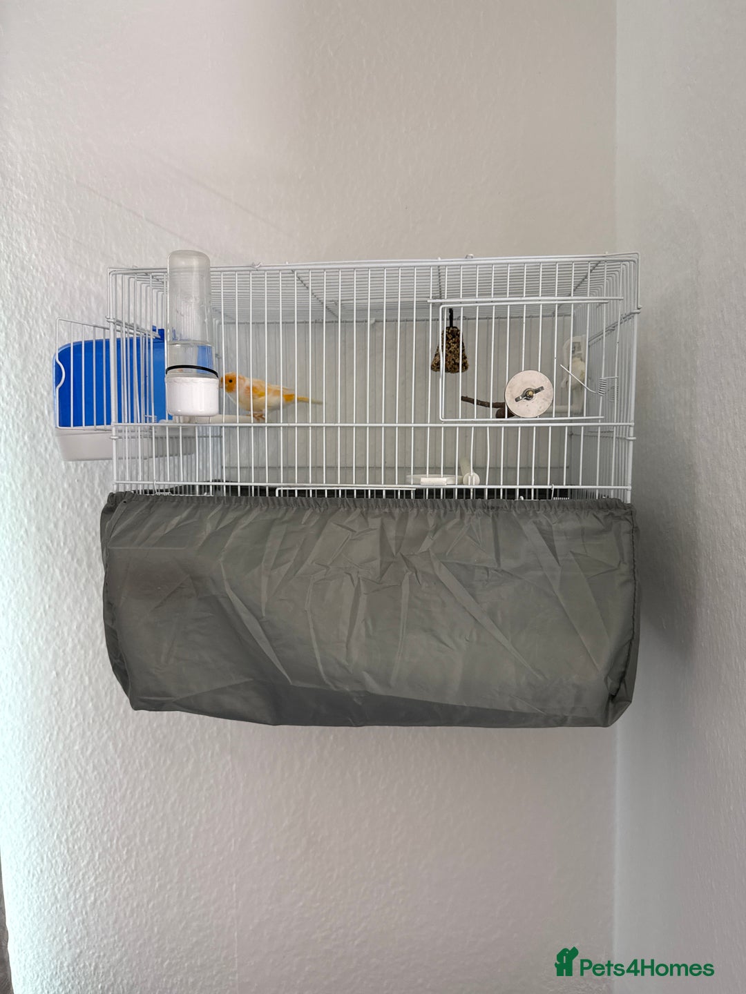 Canaries birds for sale: Healthy Male & Female Canaries with Setup - Image 6