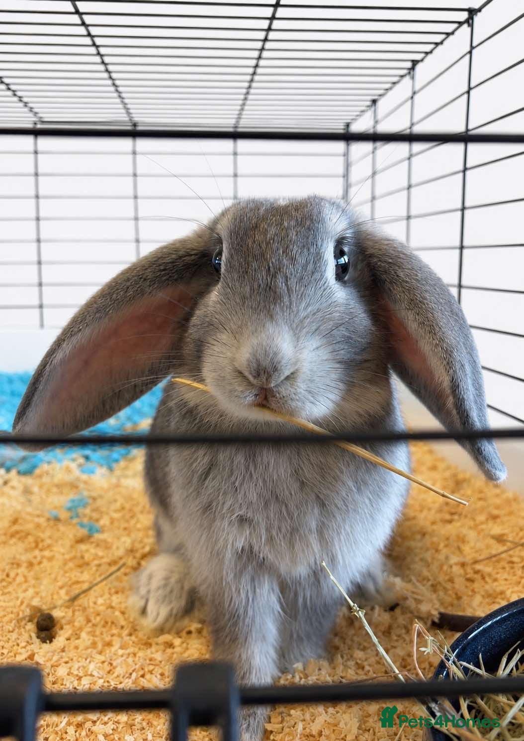 Mixed Breed rabbits French lop X mini lop looking for forever homes - Advert 2