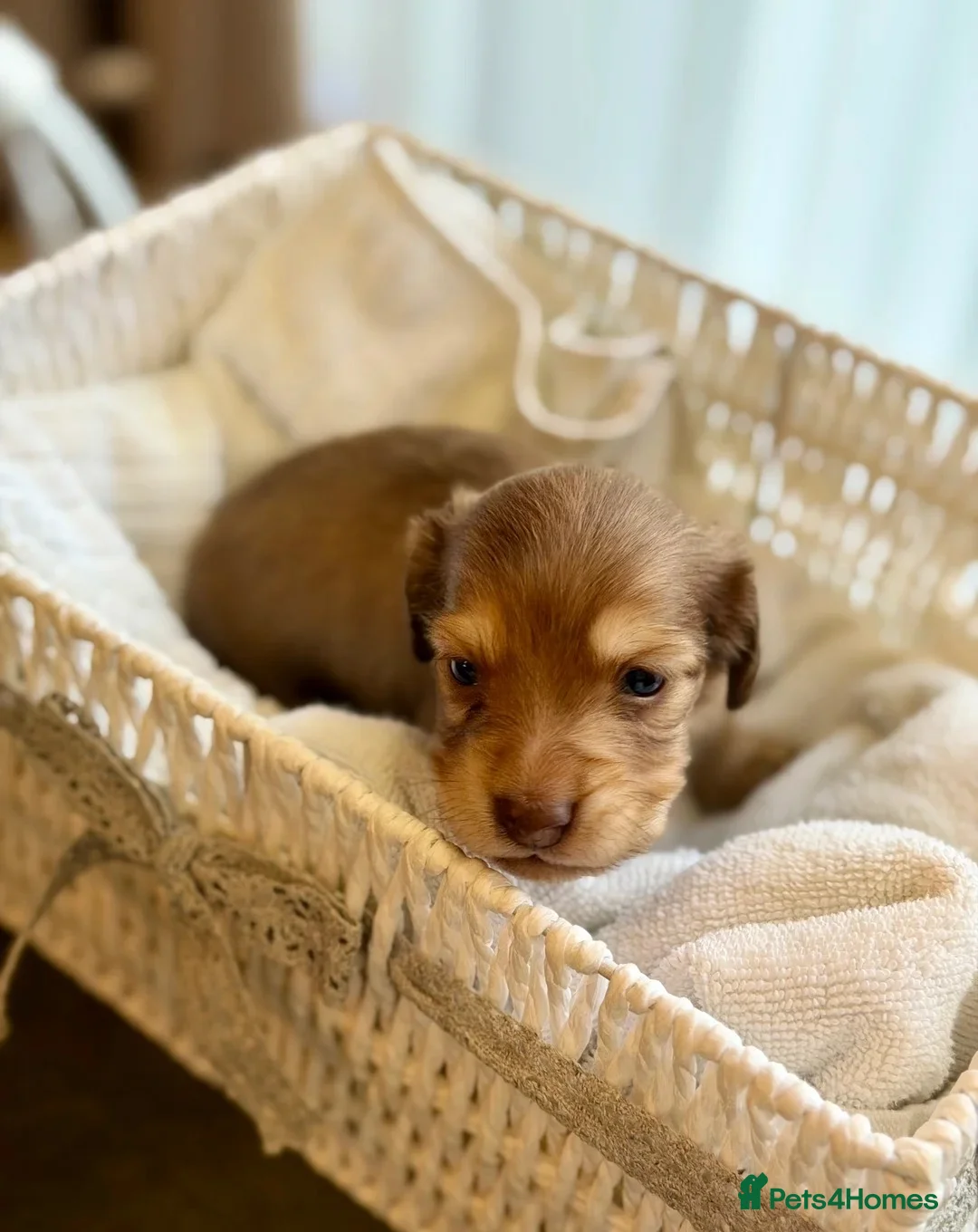 Miniature Dachshund dogs for sale: Beautiful Cream LongHaired Miniature Dachshund Pus in Hull - Advert 2