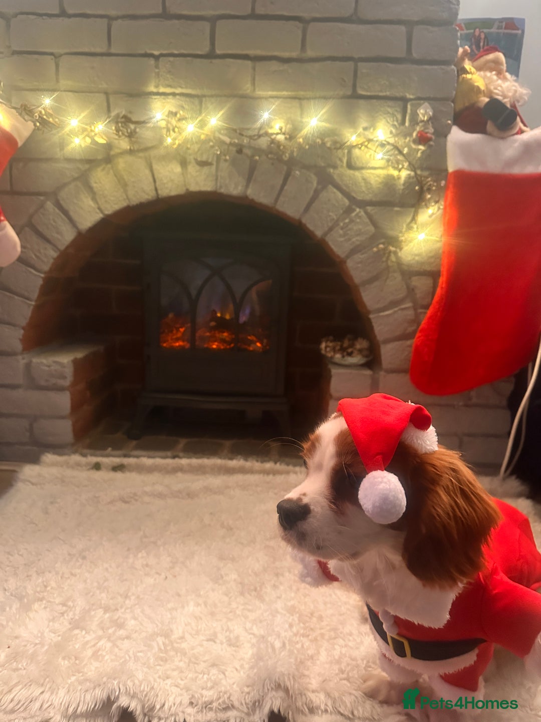 King Charles Spaniel dogs for sale: King Charles Spaniel Blehniem - Advert 2