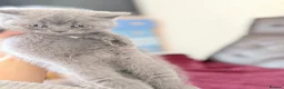 British Shorthair cats for sale: Pure-breed British Shorthair Kittens z  - Advert 9