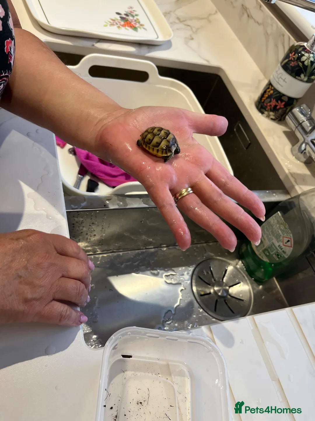 Tortoise reptiles for sale: Spur Thigh hatchlings  - Advert 4