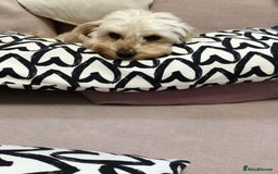 Mixed Breed dogs for sale: Cavapoochons  - Image 11