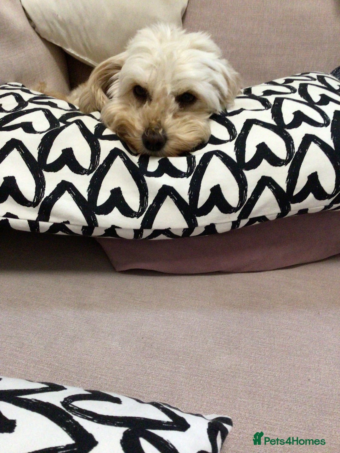 Mixed Breed dogs for sale: Cavapoochons  - Image 11