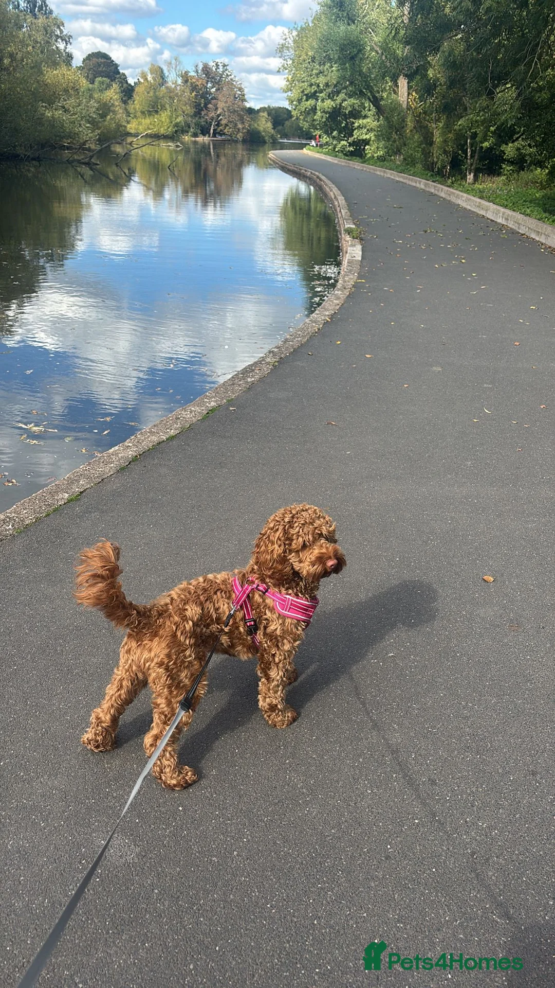Cockapoo dogs for sale: Gorgeous Red F1 Cockerpoo for sale in Birmingham - Advert 4