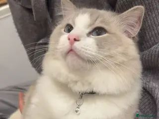 Ragdoll cats randy - Advert 1