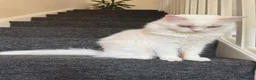 Mixed Breed cats for sale:  Calm, Indoor Cat Seeking Dog-Free Sanctuary 🐾 in Boston - Advert 8