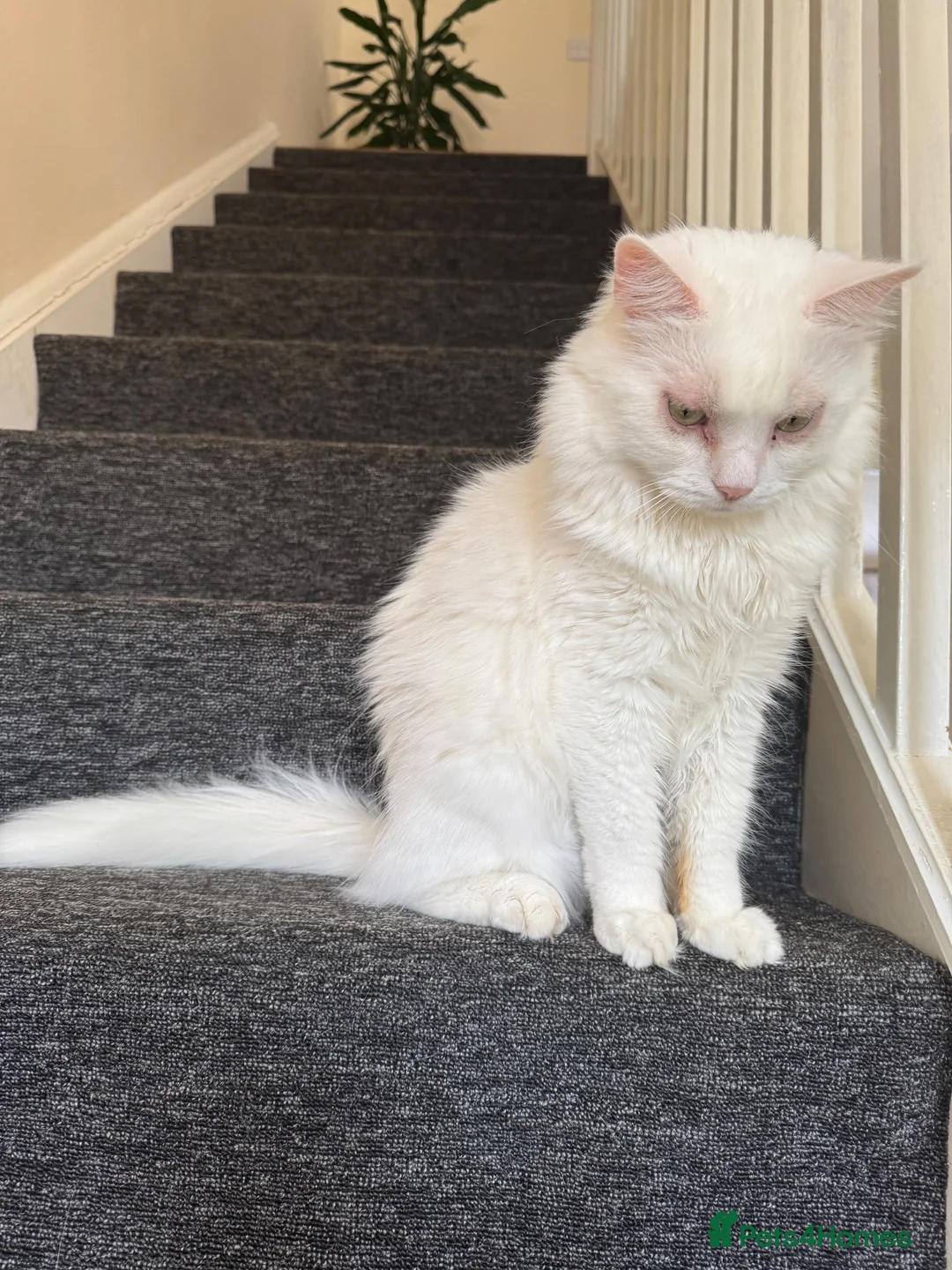Mixed Breed cats for sale:  Calm, Indoor Cat Seeking Dog-Free Sanctuary 🐾 in Boston - Advert 8