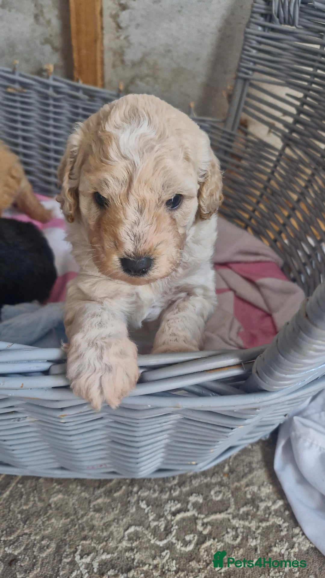 Mixed Breed dogs for sale: Maltipoo puppies  - Image 25