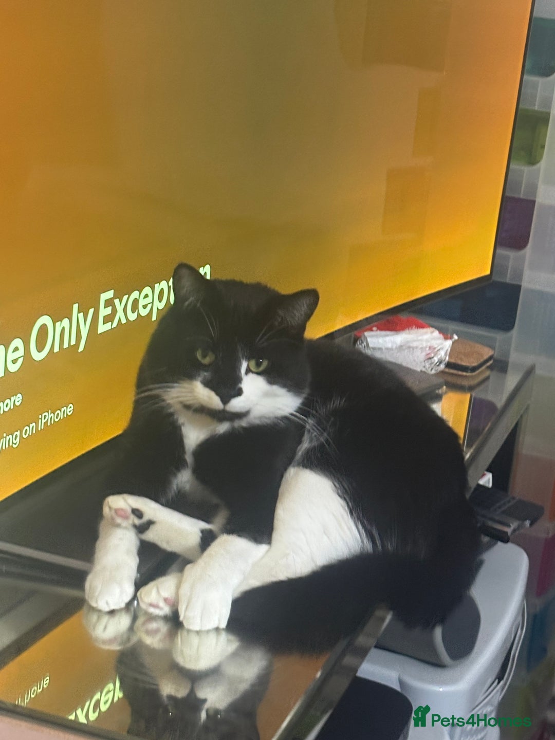 Mixed Breed cats for sale: Tuxedo cat  - Advert 6