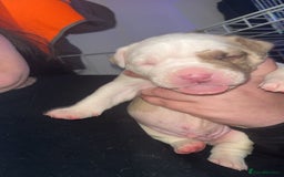 Mixed Breed dogs for sale: 4 beautiful olde English bulldog/ American bulldog - Advert 17