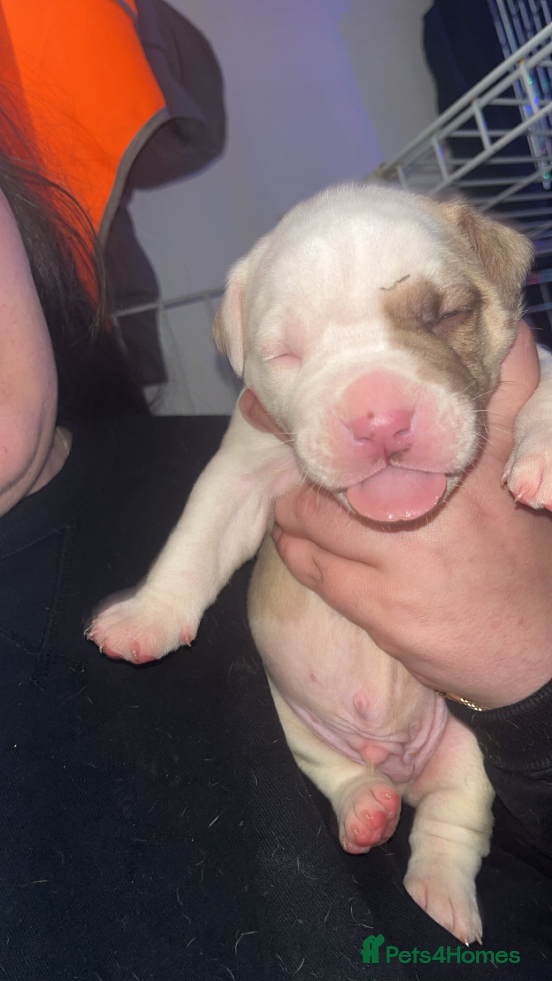Mixed Breed dogs for sale: 4 beautiful olde English bulldog/ American bulldog - Advert 17