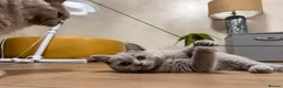 British Shorthair cats for sale: Tica Registered British Shorthair Kittens - Advert 3