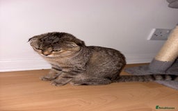Scottish Fold cats for sale: 5months kitten for sale  - Image 4
