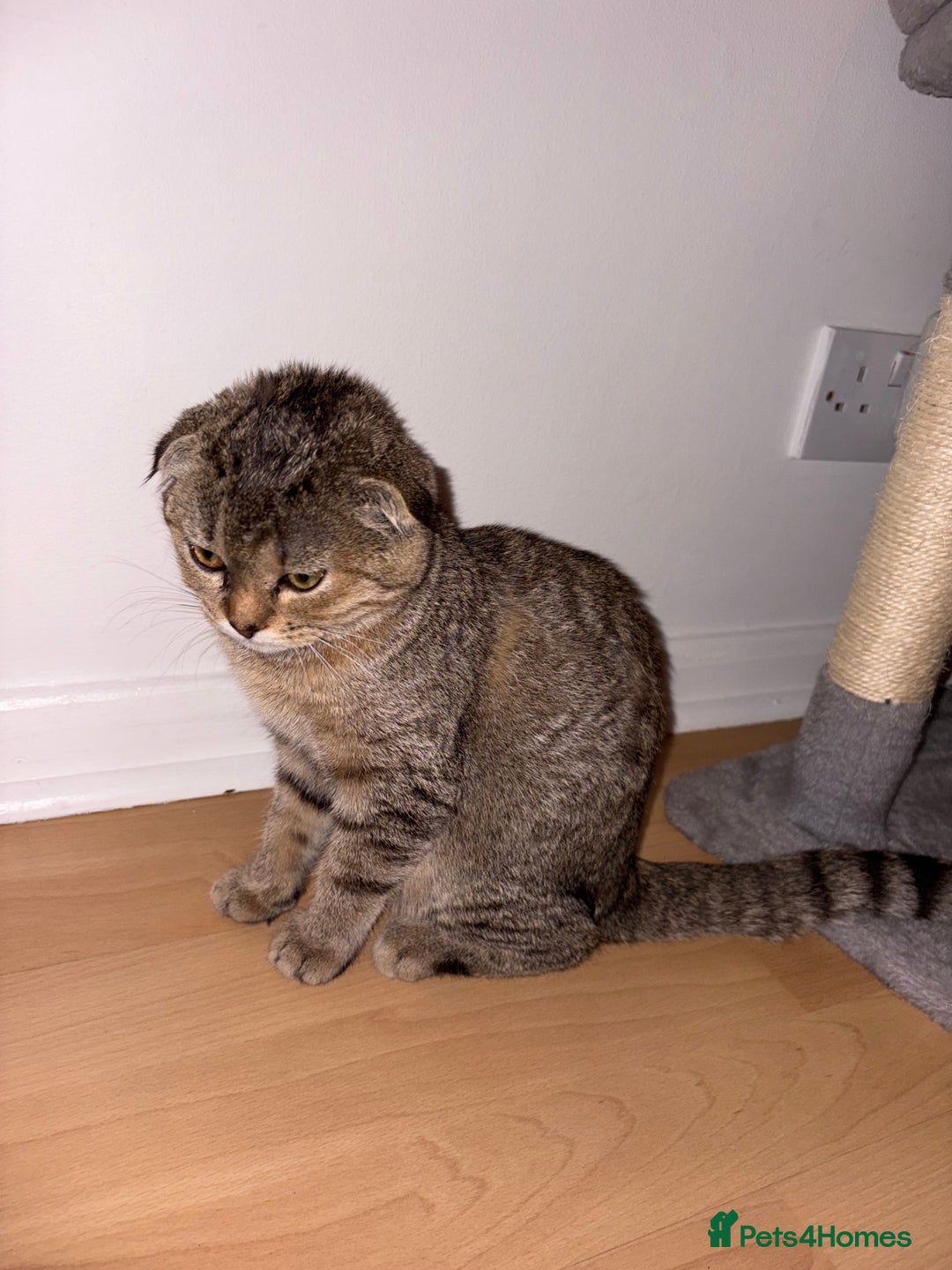 Scottish Fold cats for sale: 5months kitten for sale  - Image 4