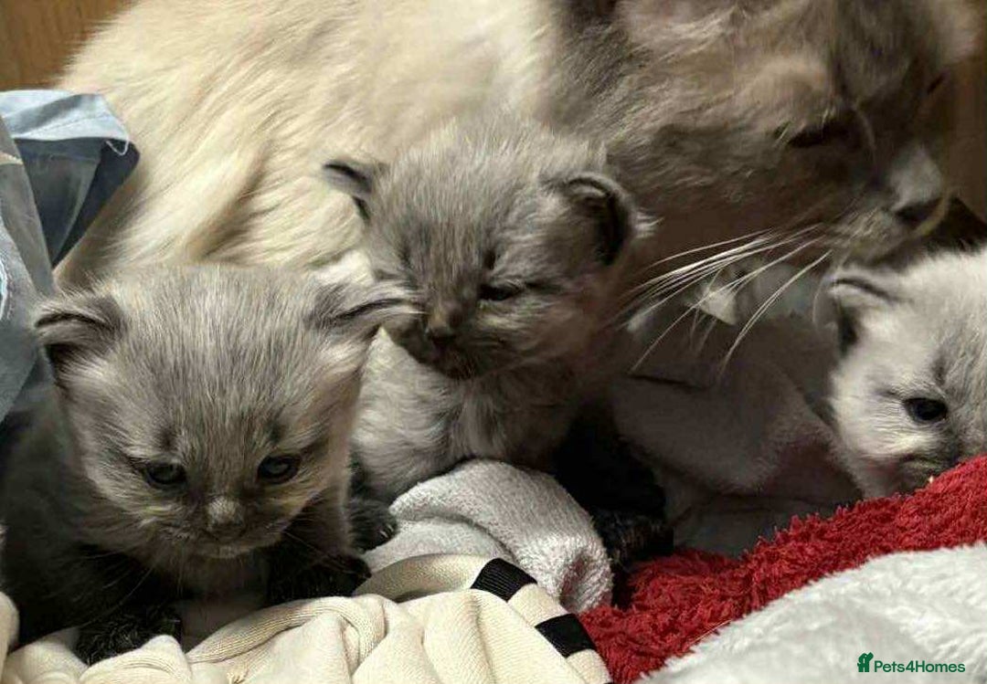 Maine Coon cats for sale: 4 Main Coon cross Ragdoll - Image 14