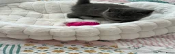 British Shorthair cats for sale: Bella,s British Shorthairs 🐾🩷🩵 - Advert 12