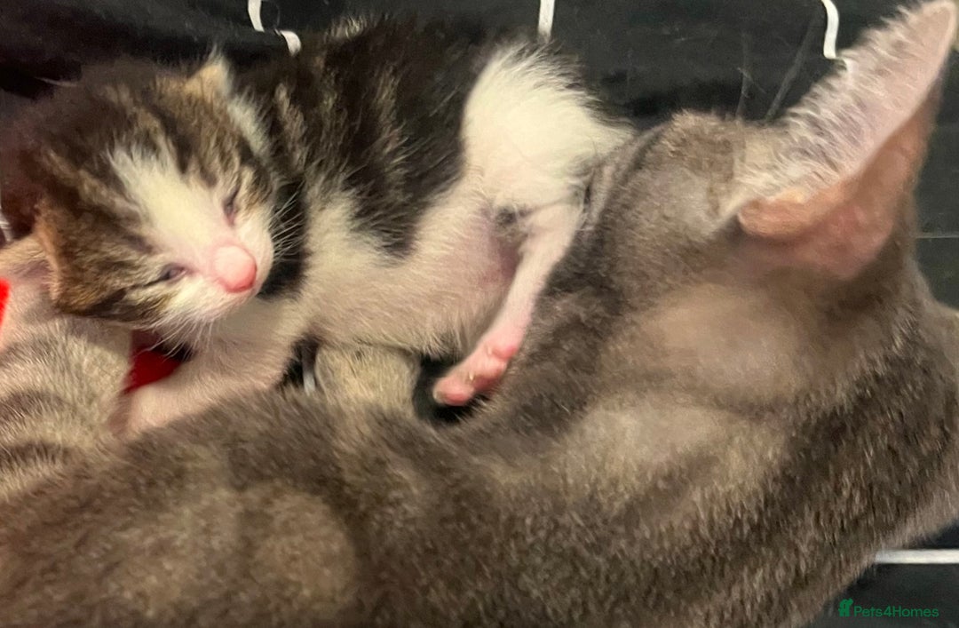 Mixed Breed cats for sale: Beautiful kittens for sale 🥰 - Advert 6