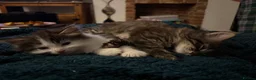 British Longhair cats for sale: Beautiful long haired polydactyl kittens for sale  - Advert 4