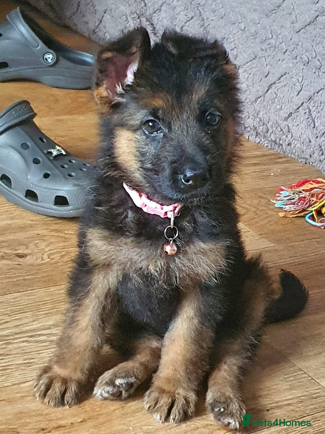 German Shepherd dogs for sale: German shepherd girl  kc registered  - Image 2