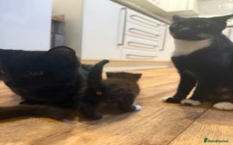 Mixed Breed cats for sale: 4 beautiful mixed breed kittens  - Image 8