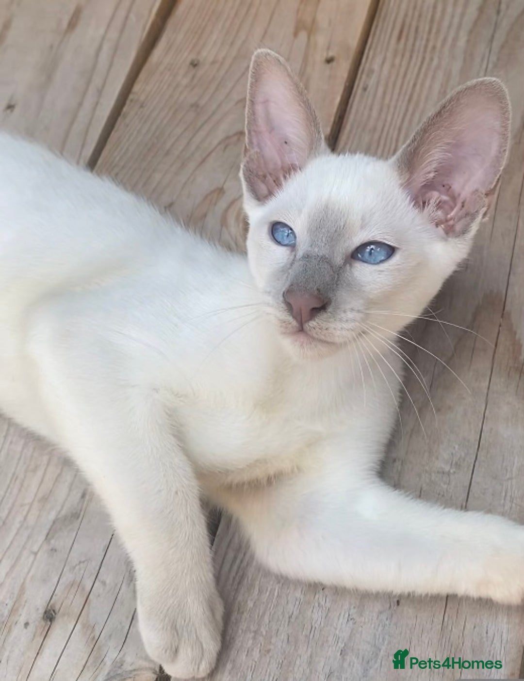 Oriental cats for sale: Oriental/siamese  - Image 5