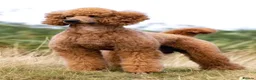 Standard Poodle dogs for sale: Exceptional Standard Poodle Puppies  - Advert 12