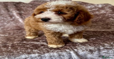 Maltipoo dogs - Advert 1