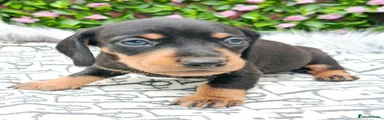 Miniature Dachshund Puppy 2