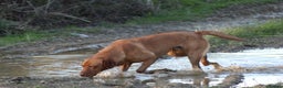 Labrador Retriever dogs for stud: Extensively Health Tested Fox Red Labrador Stud in Totnes - Advert 11