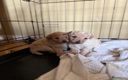 Maltipoo dogs for sale: Premium health tested toy teddybear maltipoo’s - Image 2
