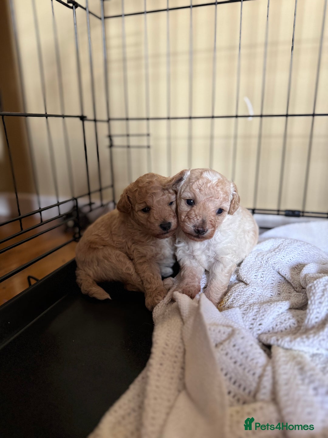 Maltipoo dogs for sale: Premium health tested toy teddybear maltipoo’s - Image 2