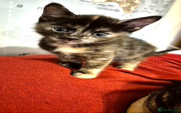 Domestic Shorthair cats for sale: Male and Female Kittens - Image 7