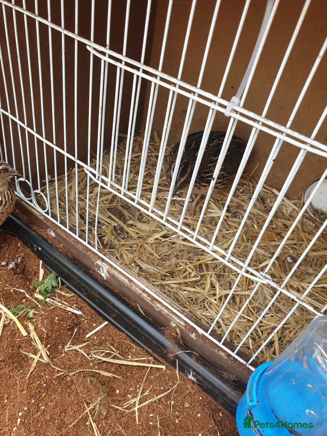 Quail poultry for sale: Male quail in Coldstream - Advert 3