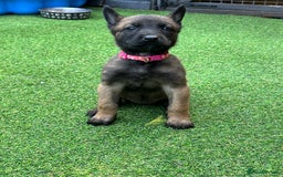 Belgian Shepherd Dog dogs for sale: Belgian malinois puppies from working dog lines  - Image 17