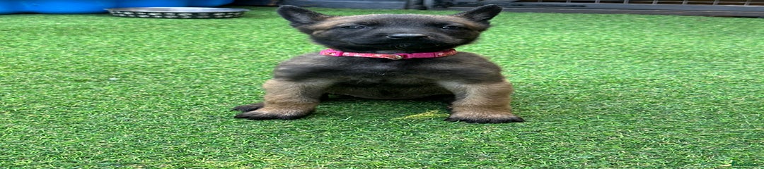 dark pink collar black sable girl