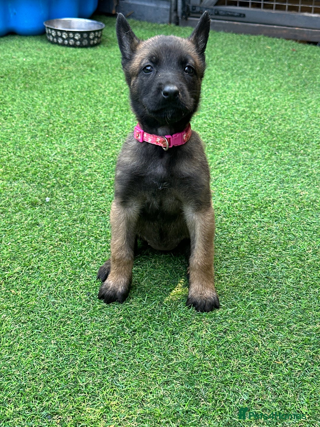 Belgian Shepherd Dog dogs for sale: Belgian malinois puppies from working dog lines  - Image 17