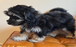 Maltipoo dogs for sale: Fully dna tested Maltipoos  - Image 9