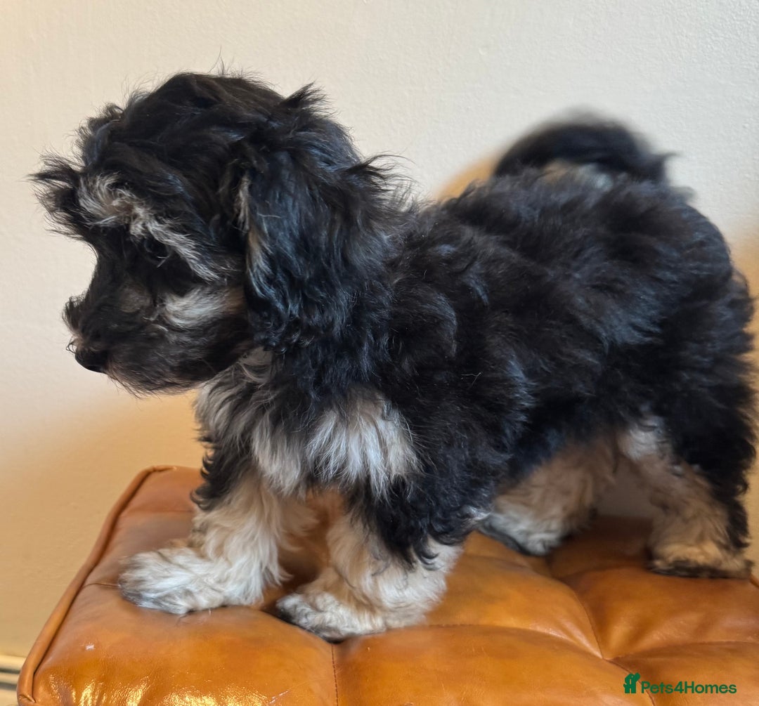 Maltipoo dogs for sale: Fully dna tested Maltipoos  - Image 9